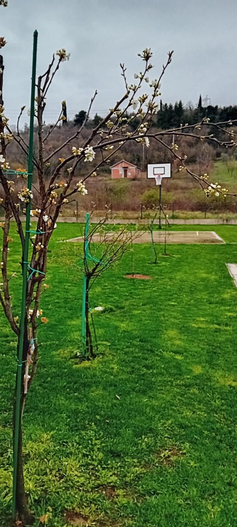 Lila Mostar